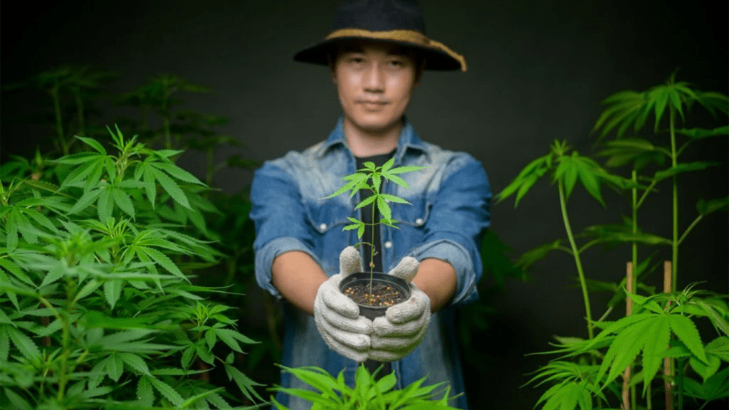 Thailand is making marijuana legal, but smoking is prevented
